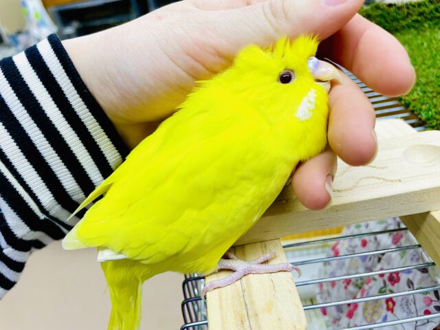 最新画像になりますよ🌟ジャンボ🐤「う〜〜ジャンボぉぉ！！！！」ジャンボ級のジャンボさん💗　ジャンボセキセイインコ　ルチノー