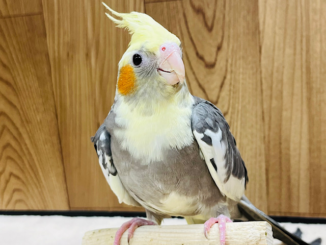 表情豊か♪好奇心旺盛さん‪☆オカメインコ(パイド)