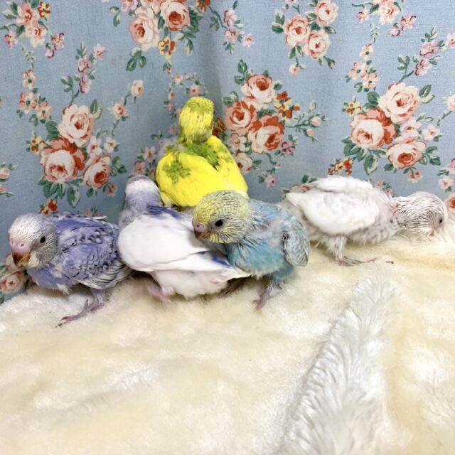 新年セキセイちゃん入舎情報〜厚木店〜