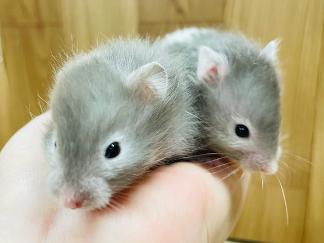 まるで分身してるみたい♡セーブルハムスター（男の子）