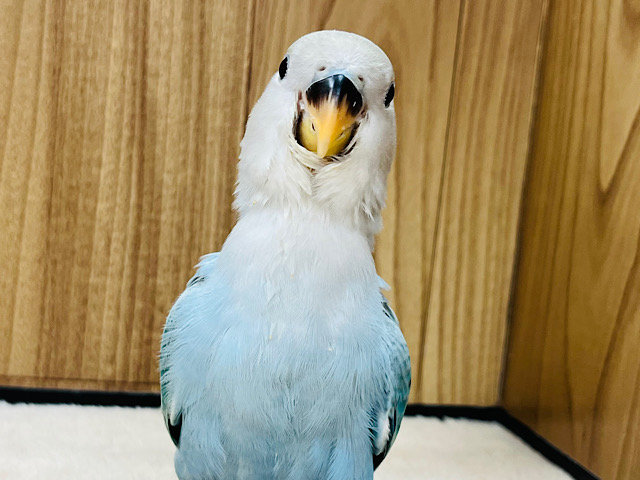 【最新画像更新🪄】わた毛天使が舞い降りた🫧コザクラインコ(ブルーチェリーオパーリン) ヒナ