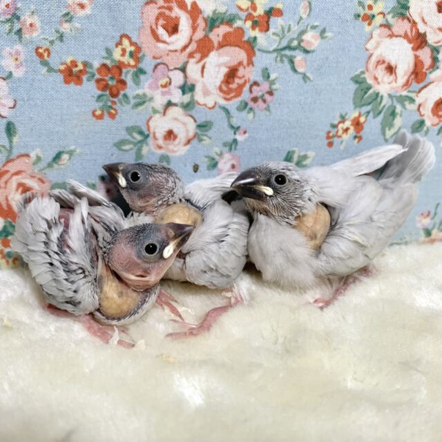 シルバー文鳥3羽入舎しました〜( ･θ･)🐦🐦🐦