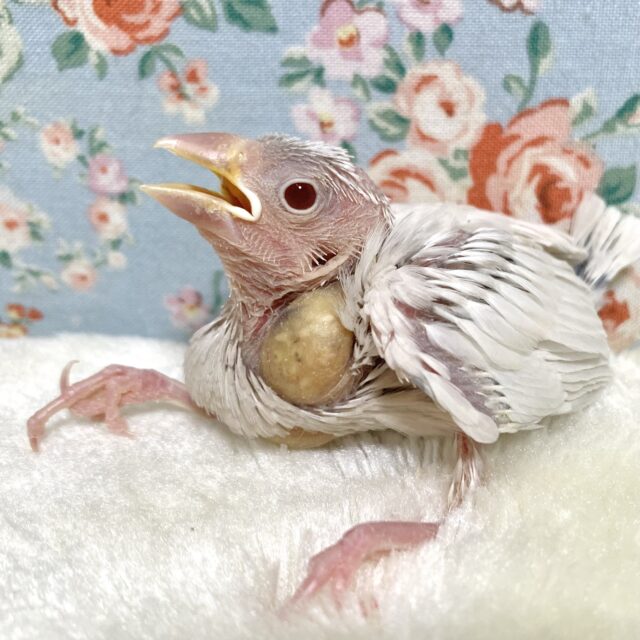 シルバーイノ文鳥  🩶🤎💛