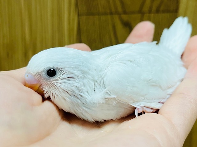 かくれんぼは苦手😂？セキセイインコヒナ(ダブルファクター)