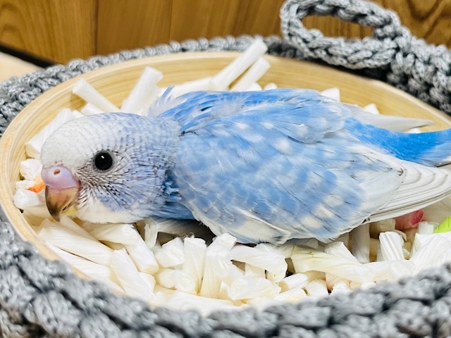 上目遣いがたまりませぬ♡セキセイインコヒナ(スパングル)