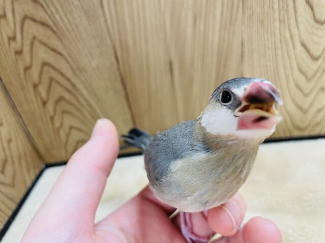 【最新画像更新🪄】無言で見つめるその先に。。。桜文鳥 ヒナ