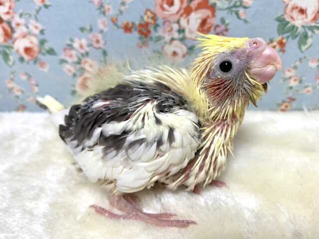 オカメインコ  パイド  🐥🐦♪