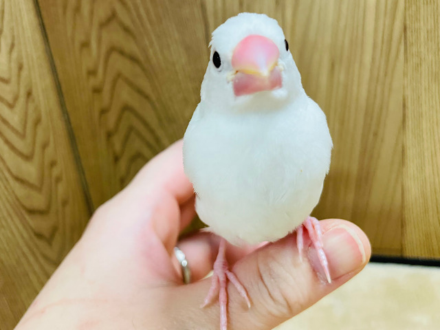 【最新画像更新🪄】真っ白ふわふわ♡甘ったれさん♡白文鳥 ヒナ