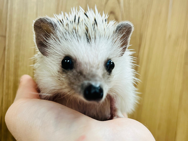 食べることと寝ることが大好きなんだっ‪☆ ハリネズミ(ノーマル) 男の子