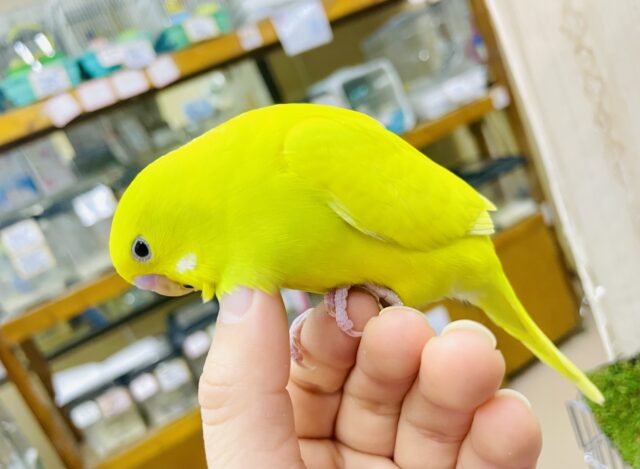 さし餌2回😋最新画像になりますよ🌟ホカホカあったまろ〜☀️手の温もりにほっこり　セキセイインコ　ダブルファクター