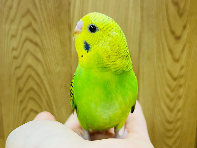 手の上って居心地良いね♪セキセイインコ(オパーリン)