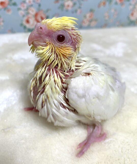 オカメインコ  ルチノー  🐥🪶*.゜
