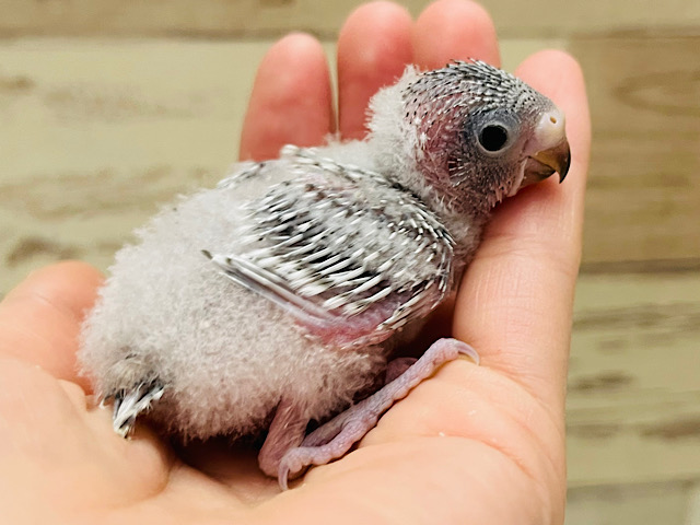 儚い系インコ🫧セキセイインコ(ノーマル) ヒナ