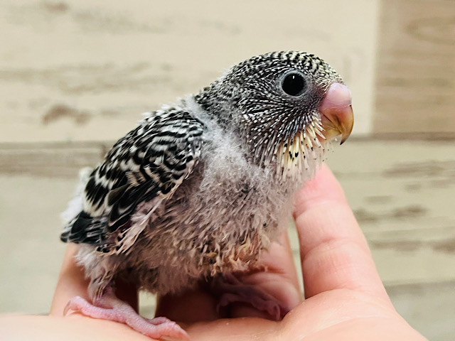 お顔が可愛すぎます♡セキセイインコ(ノーマル) ヒナ