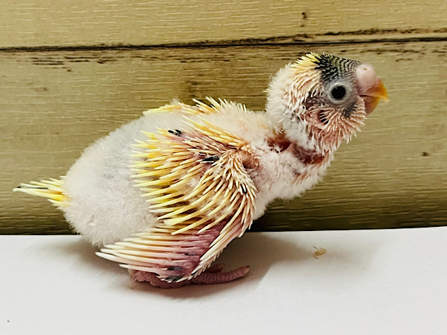 ひよこじゃないよ！インコだよ‪☆セキセイインコ ヒナ