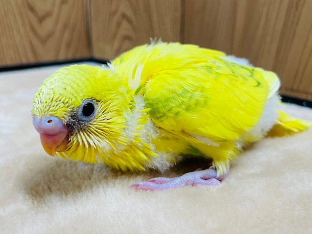 ビタミンカラーのお花が咲いた🌼セキセイインコ(スパングルパイド) ヒナ