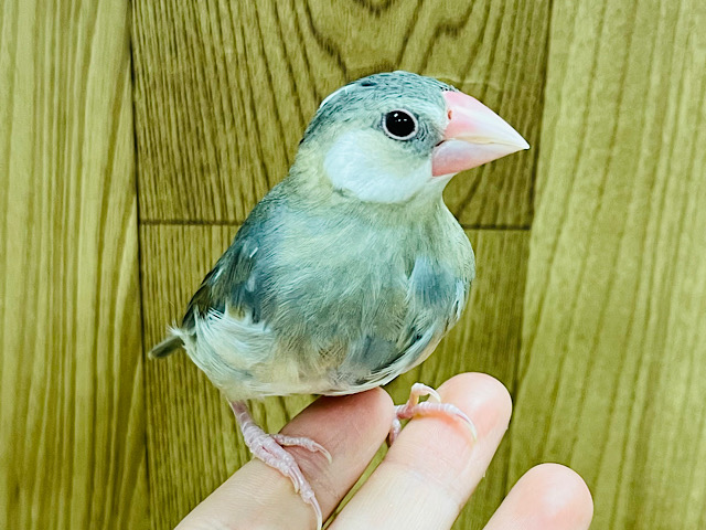 【最新画像更新🪄ひとり餌になりました‪☆】やっぱり1番人気はこのカラーです🌸桜文鳥 ヒナ
