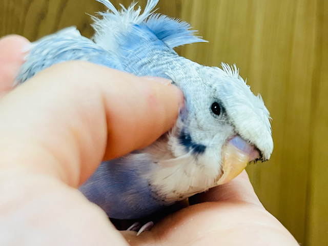 【最新画像更新🪄】この見た目は……♩良いとこ取りのセキセイインコ(スパングルパイド) ヒナ