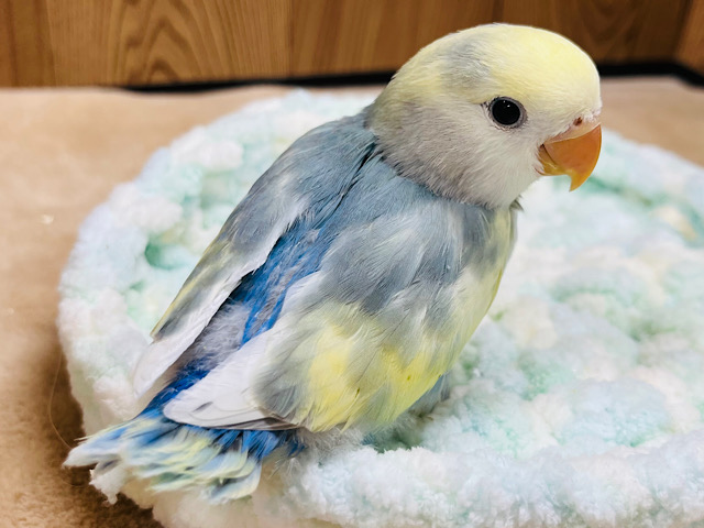 【最新画像更新🪄】上目遣いの表情にメロメロ必至♡♡コザクラインコ(ブルーチェリーパイド) ヒナ