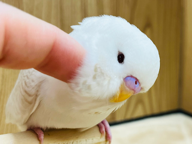 【最新画像更新🪄ひとり餌間近です‪☆】手の上で溶けちゃいそう🫧ジャンボセキセイインコ(レースウィング) ヒナ