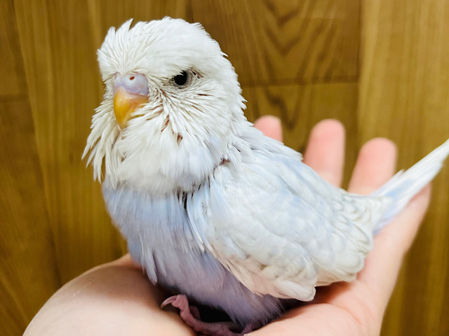 どすこい！！ずっしり体型です‪☆ジャンボセキセイインコ(スパングル) ヒナ