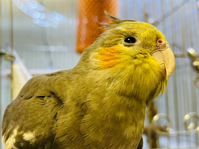 【動画更新🪄】甘え始めたら止まらないっ♡オカメインコ(ノーマル)