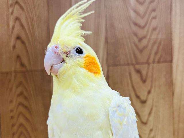 おっとりさんな雰囲気です🫧オカメインコ(ルチノーパール)
