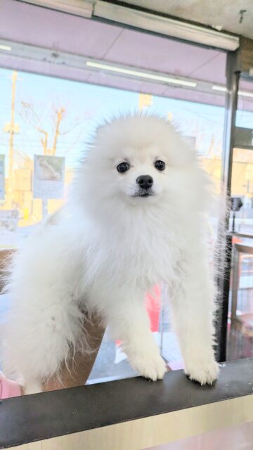 最新画像更新したよ☆MIX（ダックス×ポメラニアン）・女の子！