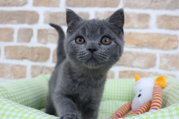 動画あり☆　口元ぷっくり～☆ブリティッシュショートヘア・男の子！