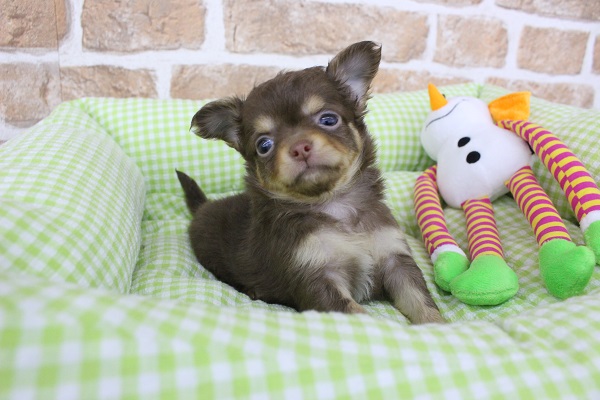 動画あり☆　一足お先にギブミーチョコタン☆チワワ・女の子！