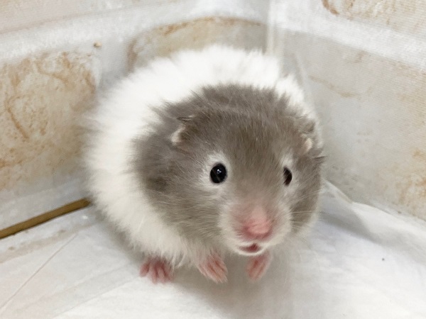 セーブルバンデットカラーのかわいいハムスターさんが来てくれました！