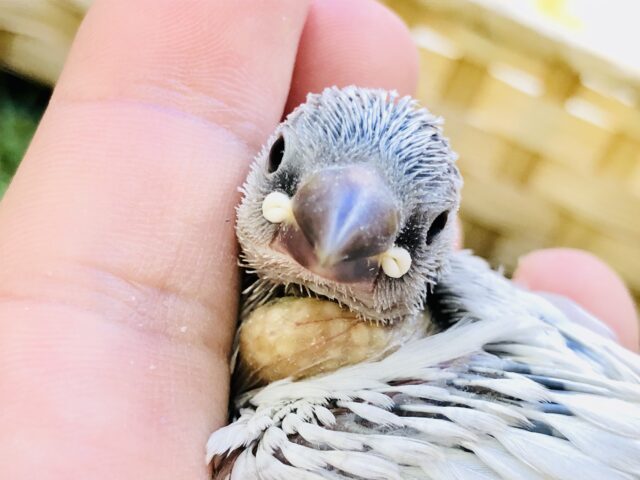 白銀の文さんがやってきました・・・(*”▽”)　シルバー文鳥