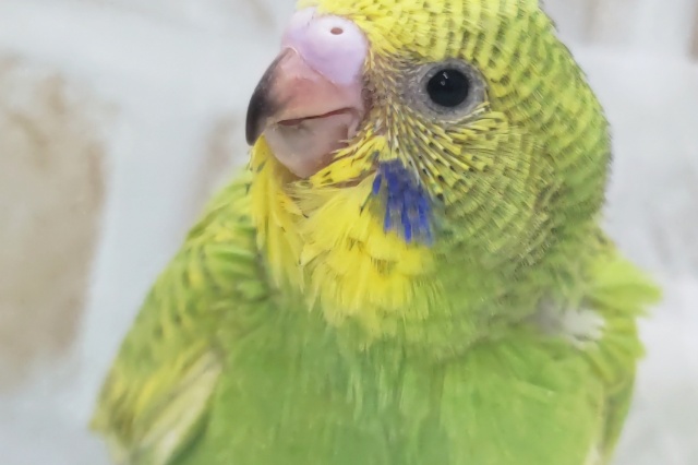 グリーンがフレッシュ～🍀 セキセイインコ(グリーンスパングル)