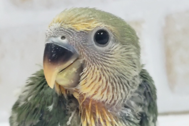 オレンジのお顔がかわいい～🍊 コザクラインコ(オレンジフェイス)