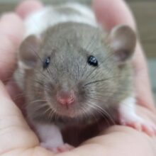 かわいいファンシーラット兄妹入荷！その1