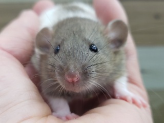 かわいいファンシーラット兄妹入荷！その1