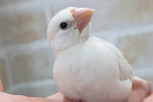 もちっとかわいい～💭 白文鳥🐣