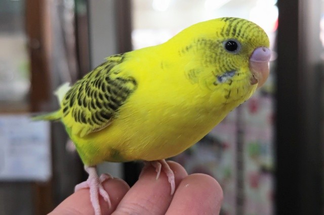 🌟最新画像🌟 可愛さたまらない～🐯 セキセイインコ(ハルクイン)