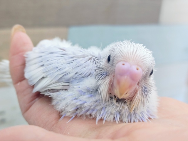 レアカラー❤セキセイインコのヒナ(ライラック)入荷しました❤