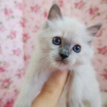 ラグドール(ブルーポイント)女の子♪フワフワ天使💕