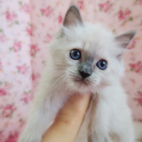 ラグドール(ブルーポイント)女の子♪フワフワ天使💕