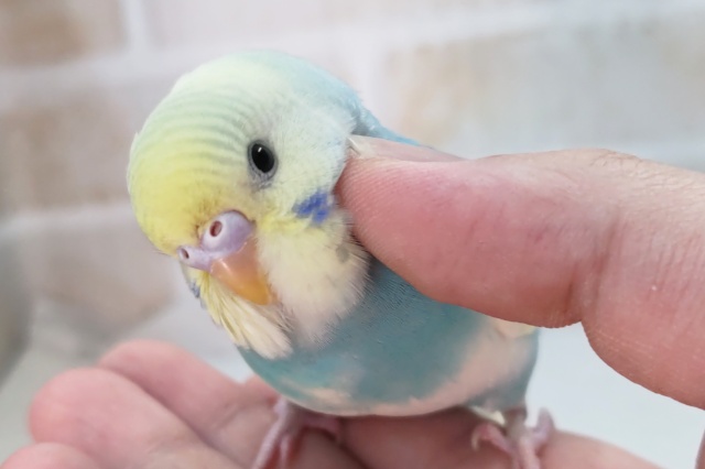 魅力たっぷり～愛嬌たっぷり～🌈 セキセイインコ(パステルレインボーパイド)