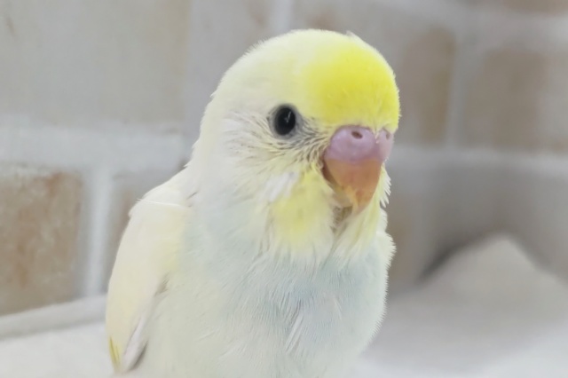かわいいとろける～✨ セキセイインコ(クリーム)