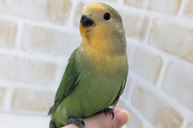 オレンジのお顔にうっとり～🧡 コザクラインコ(オレンジフェイス)