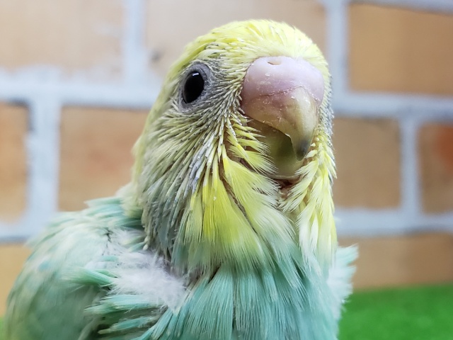 エメラルドなパステルレインボーのセキセイインコ入荷