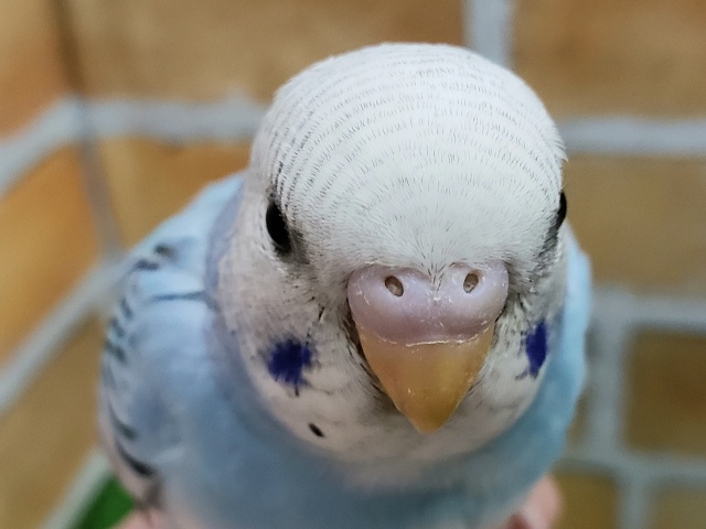 ムッキムキマッチョのブルーパイドのセキセイインコ入荷です～