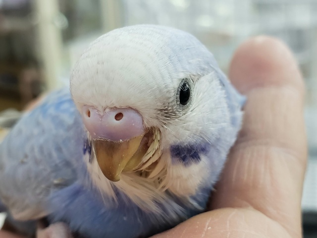 うっすら模様が素敵なブルースパングルのセキセイインコ入荷