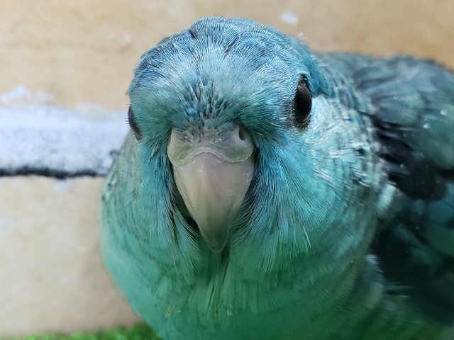 エメラルド！サザナミインコターコイズブルー入荷