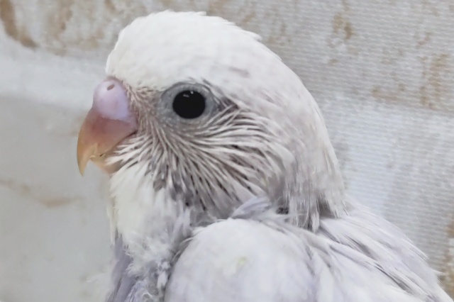 まさに圧倒的色合い～👑 セキセイインコ(ライラック)