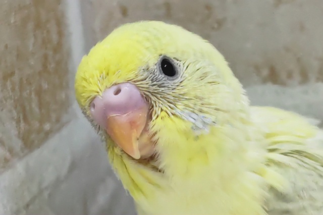 鮮やかイエロー🌈 セキセイインコ(パステルレインボー)